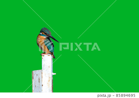 【カワセミ】カワセミの画像　緑バック 85894695