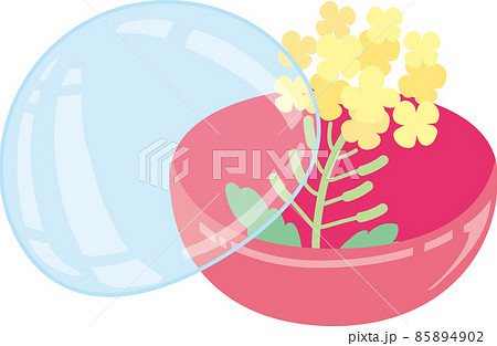 ガチャポンカプセルに入った菜の花_カプセル半開き ガチャポンカプセルに入った菜の花_カプセル半開き 85894902
