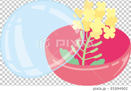 ガチャポンカプセルに入った菜の花_カプセル半開き ガチャポンカプセルに入った菜の花_カプセル半開き 85894902