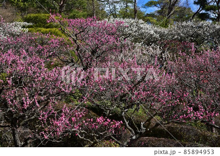 中山寺の梅林　安産の寺　聖徳太子創建 日本最初の観音霊場 85894953