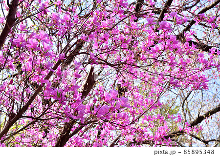 ミツバツツジ 黒川温泉春風景 春の山 春の雑木林 春イメージ風景 ミツバツツジ 黒川温泉春風景 春の山 春の雑木林 春イメージ風景 85895348