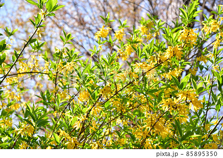 レンギョウ 黒川温泉春風景 春の山 春の雑木林 春イメージ風景 レンギョウ 黒川温泉春風景 春の山 春の雑木林 春イメージ風景 85895350