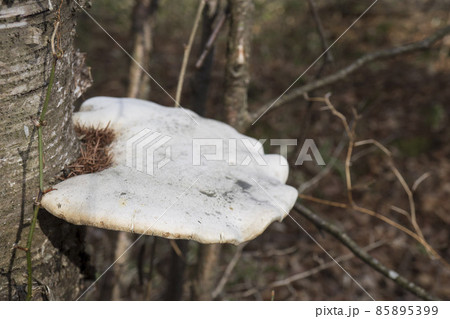 サルノコシカケ/木の幹に生えた白い大きな茸をアップ サルノコシカケ/木の幹に生えた白い大きな茸をアップ 85895399