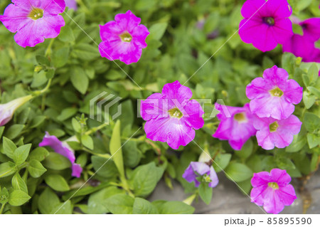 Purple petunia flowers in the garden in Spring time 85895590