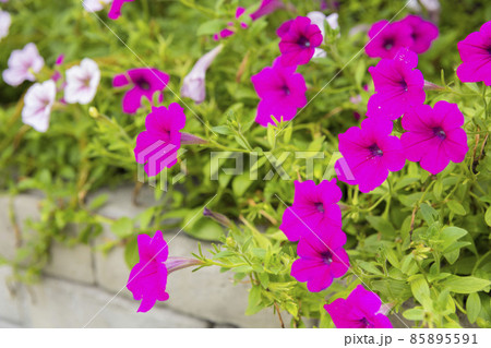 Purple petunia flowers in the garden in Spring time 85895591