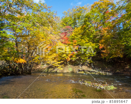 紅葉の阿寒川 紅葉の阿寒川 85895647