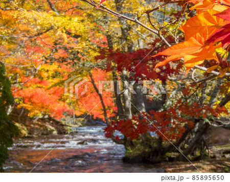 紅葉の阿寒川 85895650