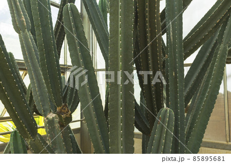 close up of Cereus Validus Haworth cactus in a green house. close up of Cereus Validus Haworth cactus in a green house. 85895681