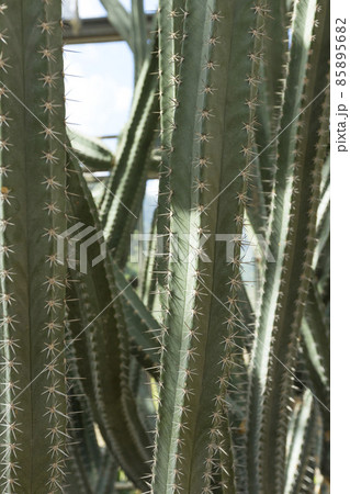 close up of Cereus Validus Haworth cactus in a green house. close up of Cereus Validus Haworth cactus in a green house. 85895682