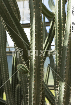 close up of Cereus Validus Haworth cactus in a green house. 85895683