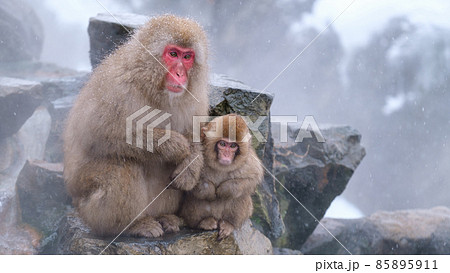 地獄谷野猿公苑の猿（スノーモンキー） 85895911