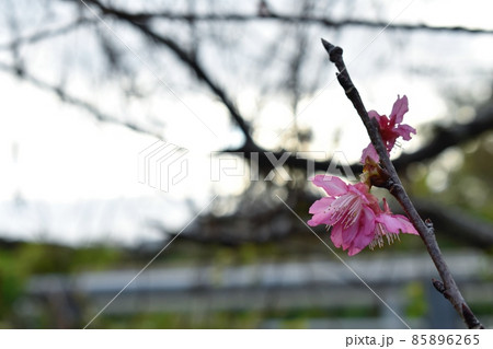 早咲きの寒緋桜 早咲きの寒緋桜 85896265