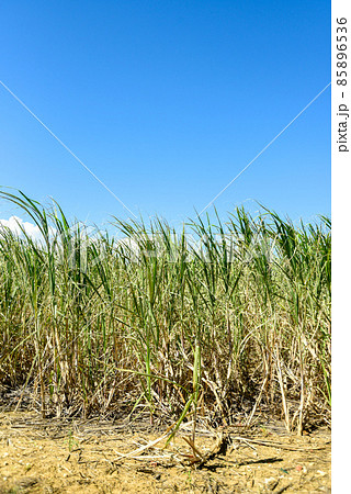 波照間島のサトウキビ畑風景 85896536
