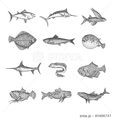 Sea and ocean isolated fish vector sketches. Tuna, blue marlin, anglerfish and puffer fish, flounder, herring and moray eel, flying gurnard, perch and swordfish, isolated hand drawn monster animals 85896747