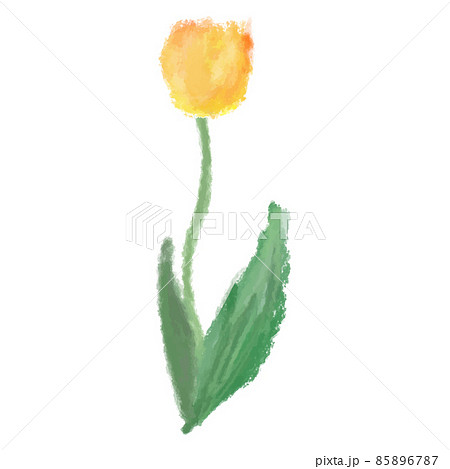 水彩風に描いた黄色のチューリップ 水彩風に描いた黄色のチューリップ 85896787