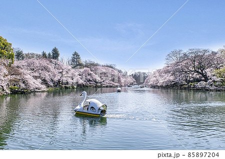 東京都　井の頭公園　井の頭池　満開の桜 85897204