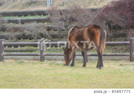 都井岬のミサキウマ(宮崎県串間市大納) 都井岬のミサキウマ(宮崎県串間市大納) 85897775