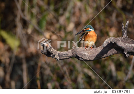 オスのカワセミ（根川緑道･立川公園／東京都立川市） 85897792