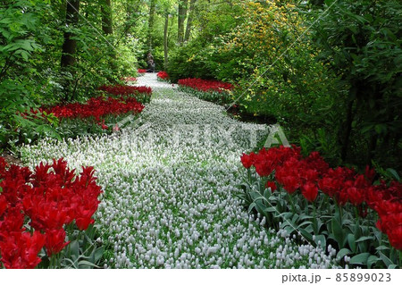 春を告げる花　鬱金香　tulip　 85899023
