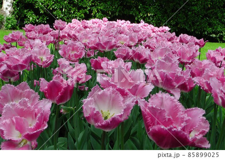 チューリップ公園　春を告げる花　鬱金香　tulip　 85899025