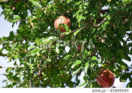 ザクロ（石榴） 85899084