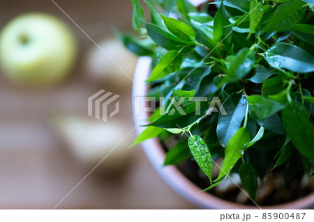 Ficus benjamina in a pot at home on the table. Macro photo. Top view. Ficus benjamina in a pot at home on the table. Macro photo. Top view. 85900487