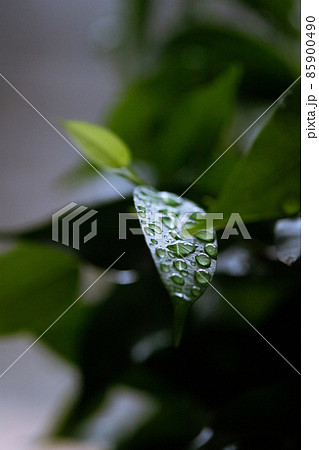 Ficus benjamina in a pot at home on the table. Macro photo. Top view. Ficus benjamina in a pot at home on the table. Macro photo. Top view. 85900490