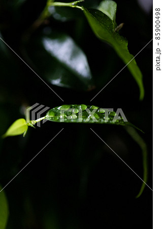 Ficus benjamina in a pot at home on the table. Macro photo. Top view. Ficus benjamina in a pot at home on the table. Macro photo. Top view. 85900498
