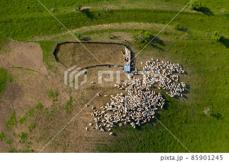Aerial drone view of herd of sheep grazing in a meadow Aerial drone view of herd of sheep grazing in a meadow 85901245