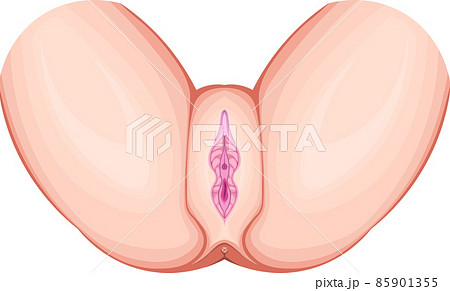 女性生殖器（外性器） 85901355