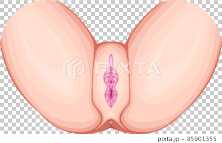 女性生殖器（外性器） 85901355