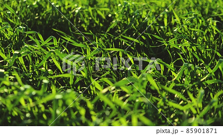 young green wheat swaying in wind, farm fields planted in autumn, preparation of seedlings for winter, winter rye growing in soil of plantations, cereal family, agriculture, national economic culture 85901871