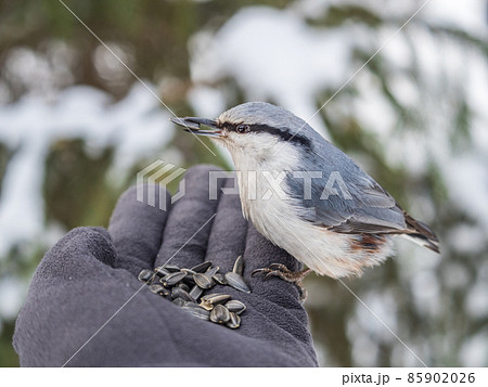 The Eurasian nuthatch eats seeds from a man's hand. Hungry bird wood nuthatch eating seeds from a hand during winter or autumn 85902026