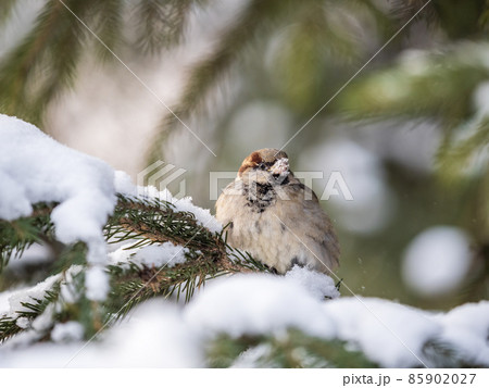 Sparrow sits on a fir branch with snow in winter 85902027