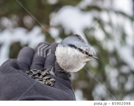 The Eurasian nuthatch eats seeds from a man's hand. Hungry bird wood nuthatch eating seeds from a hand during winter or autumn 85902098