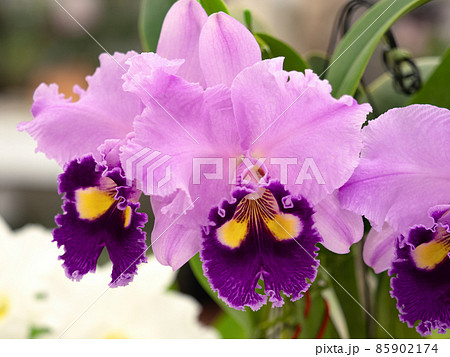 Western orchid flower cattleya - Stock Photo [85902174] - PIXTA