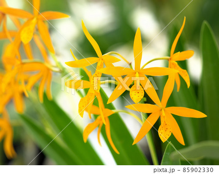 洋ランの花　カトレア 85902330