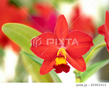 洋ランの花　カトレア 85902415