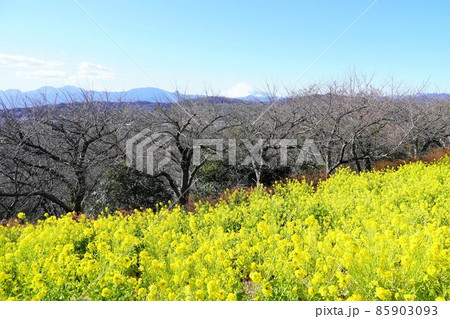 菜の花と雪の富士山 吾妻山公園山頂 菜の花と雪の富士山 吾妻山公園山頂 85903093