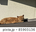 ぽかぽか陽気の光に包まれながら屋根で日光浴中の茶虎猫 85903136