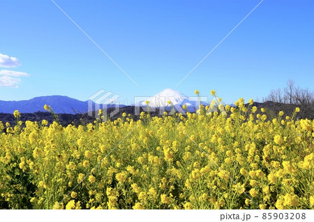 菜の花と雪の富士山 吾妻山公園山頂 菜の花と雪の富士山 吾妻山公園山頂 85903208