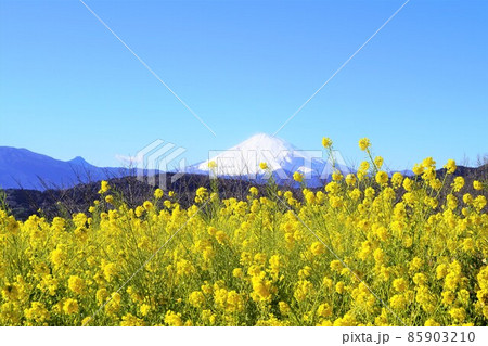 菜の花と雪の富士山 吾妻山公園山頂 菜の花と雪の富士山 吾妻山公園山頂 85903210