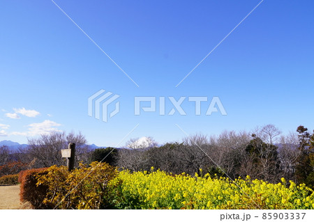 菜の花と雪の富士山 吾妻山公園山頂 菜の花と雪の富士山 吾妻山公園山頂 85903337