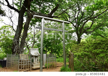 平塚市　湘南平（高麗山公園）浅間山山頂の浅間神社と新緑 85903481