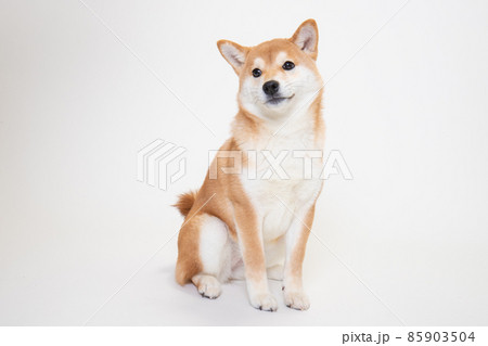 若い柴犬（6ヶ月）のスタジオ写真 85903504