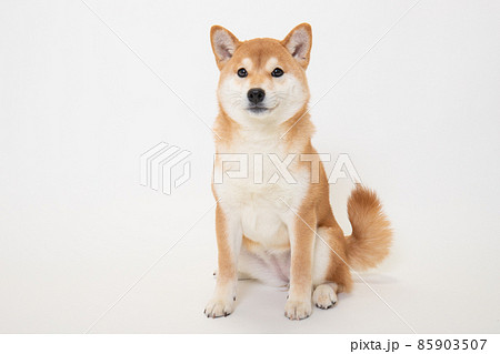 若い柴犬(6ヶ月)のスタジオ写真 若い柴犬(6ヶ月)のスタジオ写真 85903507