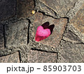 ピンク色でハート型の花弁が地面に一枚落ちていた 85903703
