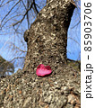 　一枚の可愛いハート型の花弁が、どっしりとした木に落ちてピンク色が綺麗 85903706