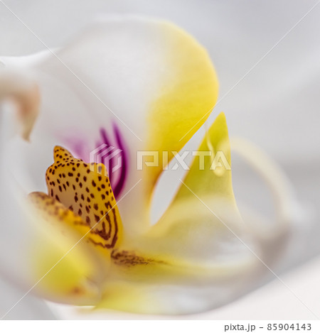 White orchid phalaenopsis flower fragment, macro. Floral background White orchid phalaenopsis flower fragment, macro. Floral background 85904143