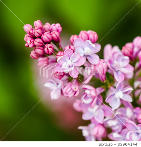 Blooming branch purple terry Lilac flower. Macro flowers backdrop, floral background Blooming branch purple terry Lilac flower. Macro flowers backdrop, floral background 85904144